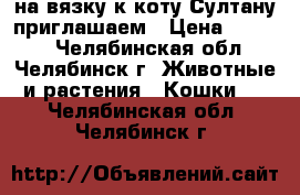 на вязку к коту Султану приглашаем › Цена ­ 3 000 - Челябинская обл., Челябинск г. Животные и растения » Кошки   . Челябинская обл.,Челябинск г.